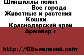 Шиншиллы пойнт ns1133,ny1133. - Все города Животные и растения » Кошки   . Краснодарский край,Армавир г.